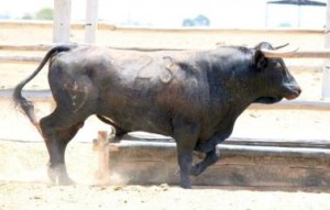 FOTO: PAG WEB PERUTOROS.COM.PE DE SALAMANCA. Toro N° 423, para la feria de Puquio.