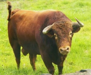 FOTO: PAG WEB PERUTOROS.COM.PE COLOMBIANO. Toro de San Esteban de Ovejas para Cutervo.