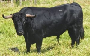 FOTO: PAG WEB PERUTOROS.COM.PE PARA CUTERVO. Toros N° 016 de la ganadería colombiana de San Esteban de Ovejas 