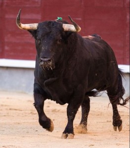 FOTO: PÁG WEB PLAZA DE LAS VENTAS EL PROTAGONISTA. Deberán presentar los mejores toros que sea posible; españoles y de la mejor procedencia.