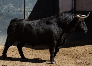 FOTO: PAG WEB PLAZA DE LAS VENTAS SIN TORO NO HAY TAUROMAQUIA. El elemento esencial para cualquier feria.