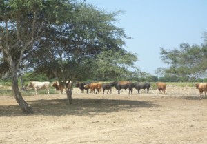 FOTO: PABLO JAVIER GÓMEZ DEBARBIERI SERIOS TOROS. Entre los algarrobos, algunos de los toros que Citotusa separó para Lima, ahora ya vendidos a otras plazas.