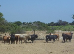 FOTO: PABLO JAVIER GÓMEZ DEBARBIERI PLÁCIDA VIDA. Los toros de lidia viven en condiciones inmejorables, en grandes extensiones y en medio de la naturaleza. 