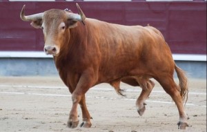 FOTO: PÁG WEB PLAZA DE LAS VENTAS ELEMENTO FUNDAMENTAL. No hay tauromaquia sin toros bravos, con movilidad, acometividad y emoción. 