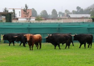 FOTO: PABLO JAVIER GÓMEZ DEBARBIERI LOS DE DANIEL RUIZ. Ya están en una fi nca cercana a Lima, recuperándose del estrés del viaje, junto a los de La Quinta.