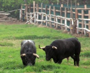 FOTO: PABLO jAVIER GÓMEZ DEBARBIERI LA QUINTA EN LIMA. Los santacolomas –con fundas en los pitones, como todos los astados importados– son una seria corrida.