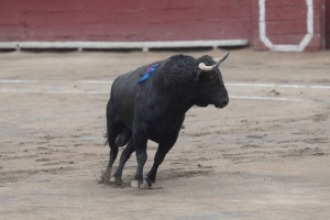 Primer toro de la tarde, Supuesto, N° 32, de Zalduendo