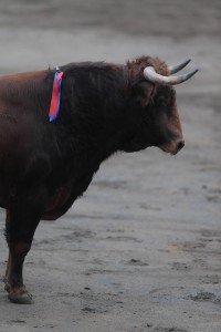 Sexto toro de la tarde, Joco, N° 33, de Zalduendo.