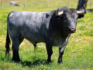 FOTO: GANADERÍA VICTORINO MARTÍN Cobradiezmos en el campo; al día siguiente ya comía y bebía; sígnos de su pronta recuperación.