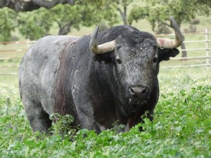 FOTO: GANADERÍA VICTORINO MARTÍN Rey de la ganadería y de la naturaleza. Tras vivir allí cuatro años magnífi cos, el toro indultado de Victorino Martín retornó para ser semental.