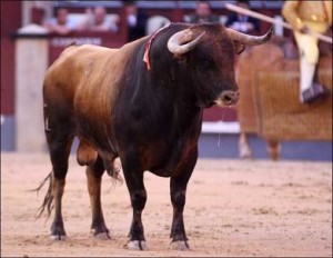 FOTO: PÁG. WEB PLAZA DE LAS VENTAS El toro bravo, base y sostén de la tauromaquia. Del trapío, raza y juego de los toros dependerá el éxito de la feria.