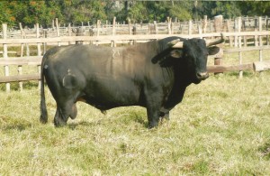 Toro de Camponuevo, con fundas en los pitones, para el 13 de noviembre, segunda corrida de la Feria del Señor de los Milagros.