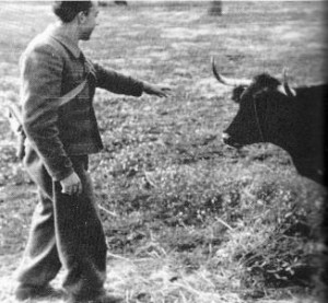 FOTO: TAUROLOGÍA El poeta, en un alarde valor, en una visita a una ganadería de bravo.