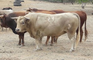 FOTO: GANADERÍA DE PAIJÁN Toro jabonero N° 589 y sus hermanos, de Aníbal Vasquez, para Chota.