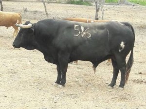 Blog TOROS PAIJAN #586