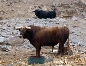 FOTOS: PABLO JAVIER GÓMEZ DEBARBIERI Toro colorado chorreado de Santa Rosa para la tercera corrida de la Feria del Señor de los Milagros, que lidiarán Escribano, Ureña y Garrido.