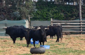 FOTO: LULA CEBRECOS Los toros de Puerto de San Lorenzo recuperándose en el sur de Lima.