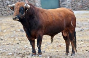 FOTOS: PLAZA MÉXICO Los toros de Jaral de Peñas