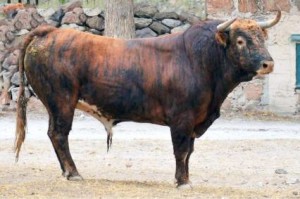 Blog 03 Toro de Jaral de Peñas p 5  feb 2018