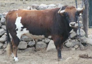 Blog 04 Toro de Jaral de Peñas p 5  feb 2018