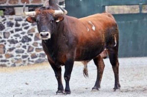 Blog 05 Toro de Jaral de Peñas p 5  feb 2018