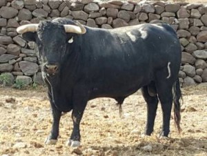 Blog 07 Toro de Jaral de Peñas p 5  feb 2018