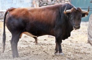 FOTO: PLAZA MPEXICO Los toros de Jaral de Peñas, con presencia, pero vacíos por dentro.