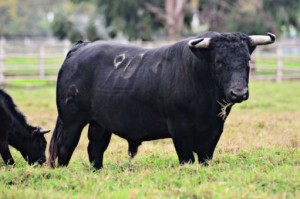 FOTO: LA CENTINELA Toro ‘Rebelde’, número 90, de La Centinela, para la Corrida de la Independencia. 