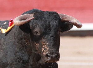 Primer toro de la tarde, muy brocho; de salida llevaba la funda del pitón izquierdo dañada, pitón que luego se partió en el primer encuentro con el caballo.