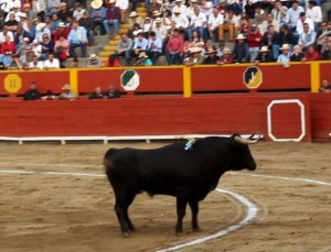 Cariñoso quinto novillo; los de Checayani, bien presentados, pero con poca raza.