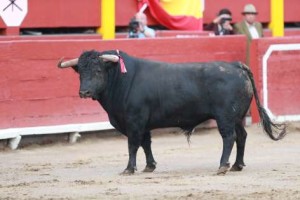 TOROS 111118_CHIPANA127