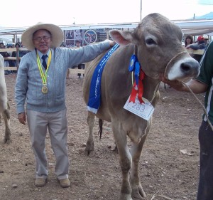 FOTO: UNMSM El doctor Alfredo Delgado, experto en animales mayores, con un toro manso.