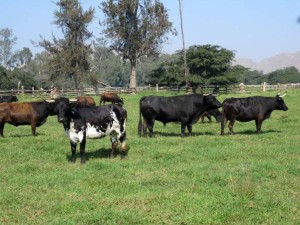 En Camponuevo, un toro con una punta de vacas, en medio del campo.