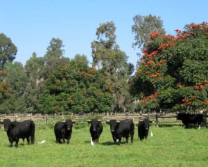 Novillos disfrutando de su libertad y envidiables condiciones de vida, en Camponuevo, al norte de Lima.