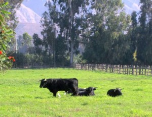 Novillos disfrutando del sol y de la hierba en Camponuevo.