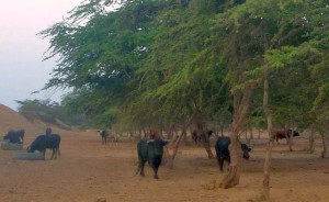 Toros y novillos entre los algarrobos, en Paiján