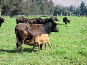 Vaca brava y becerro en medio del potrero de pasto, en Camponuevo.