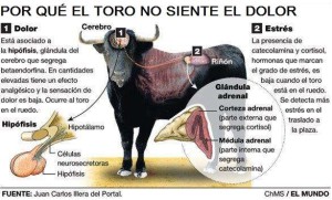 Blog Infografia por que el toro no siente dolor