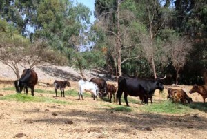 Vacas y becerros en Santa Rosa, al norte de Lima, disfrutando de una crianza extensiva, no intensiva ni apiñada, como en el caso de los animales de engorde o de leche.