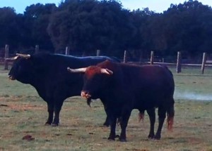 Algunos de los toros de Montalvo reseñados por la comisión de Cutervo.