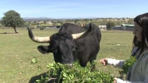 FOTO: CAPTURA DE PANTALLA Laura Duarte, de Pacma, queriendo confundir con un toro manso.