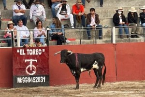 INDULTADO. El primer novillo indultado, en un festejo a cargo de matadores de toros vestidos de luces. FOTO: PABLO J. GÓMEZ dEBARBIERI