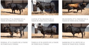 Los toros de El Torero