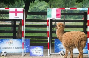 Alpaca port