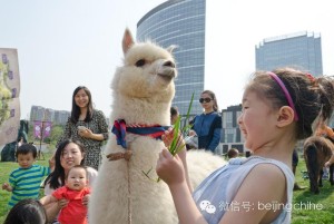 alpaca niña